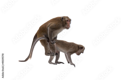 Monkeys are mating isolated on white background