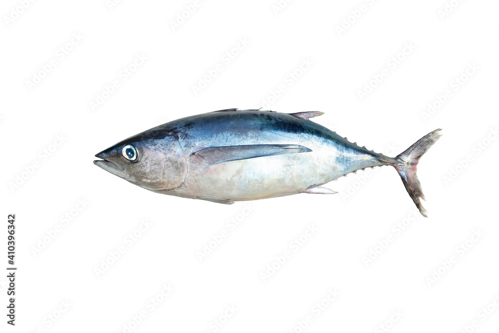 Raw whole fish, northern albacore (Thunnus alalunga) Raw whole fish, northern albacore (Thunnus alalunga)