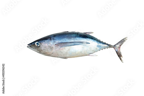 Raw whole fish, northern albacore (Thunnus alalunga)