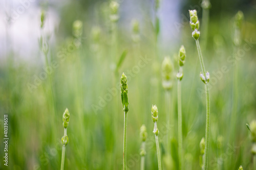 Closeup green grass. Blurred focus background