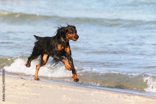 Gordon Setter Hunting Dog Female on the beach