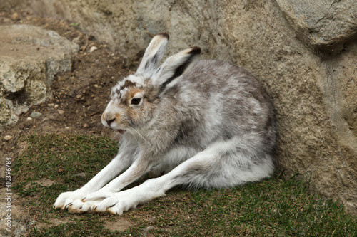 Mountain hare (Lepus timidus) photo