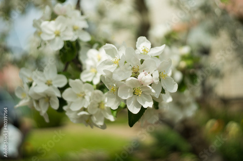 Closeup white apple tree flowers with blur nature background