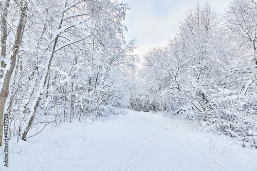 road in the forest. winter