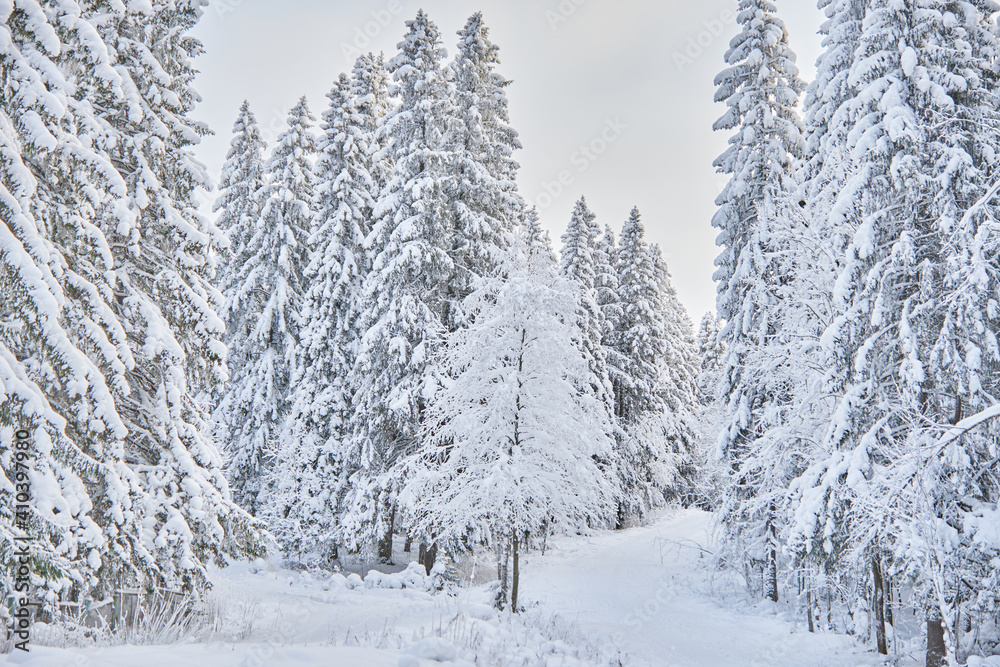 coniferous forest in winter. Russia