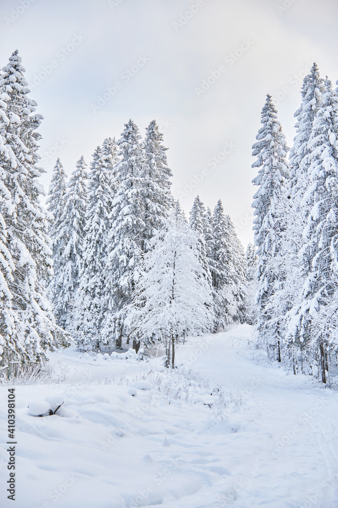 coniferous forest in winter. Russia coniferous forest in winter. Russia