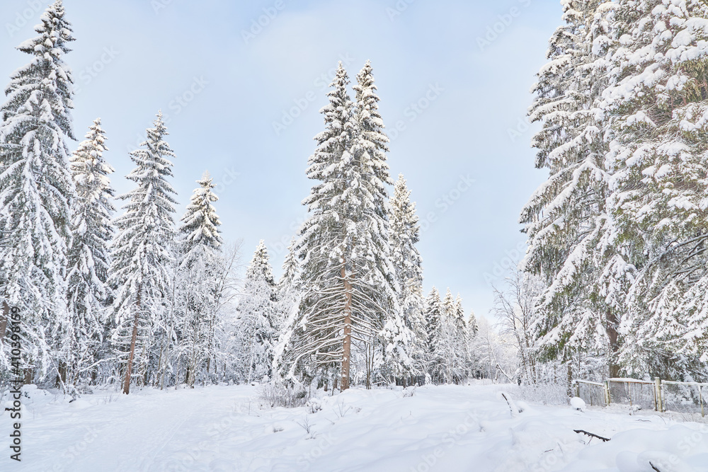 coniferous forest in winter. Russia coniferous forest in winter. Russia