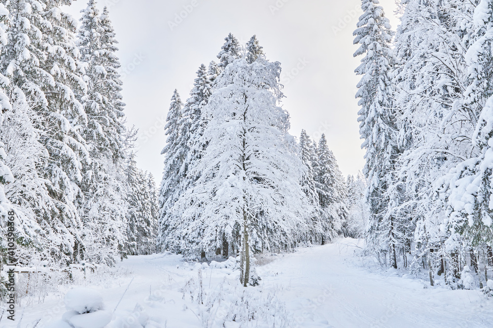 Fototapeta premium coniferous forest in winter. Russia