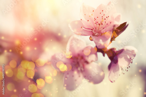 Closeup view of blossoming tree outdoors on spring day