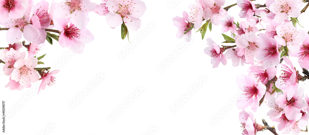 Amazing spring blossom. Tree branches with beautiful flowers on white background, banner design Amazing spring blossom. Tree branches with beautiful flowers on white background, banner design