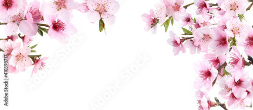 Amazing spring blossom. Tree branches with beautiful flowers on white background, banner design © New Africa