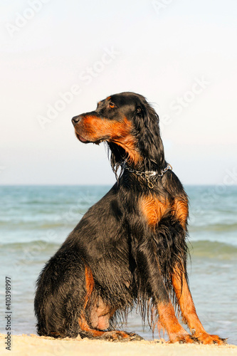 Gordon Setter Hunting Dog Female on the beach