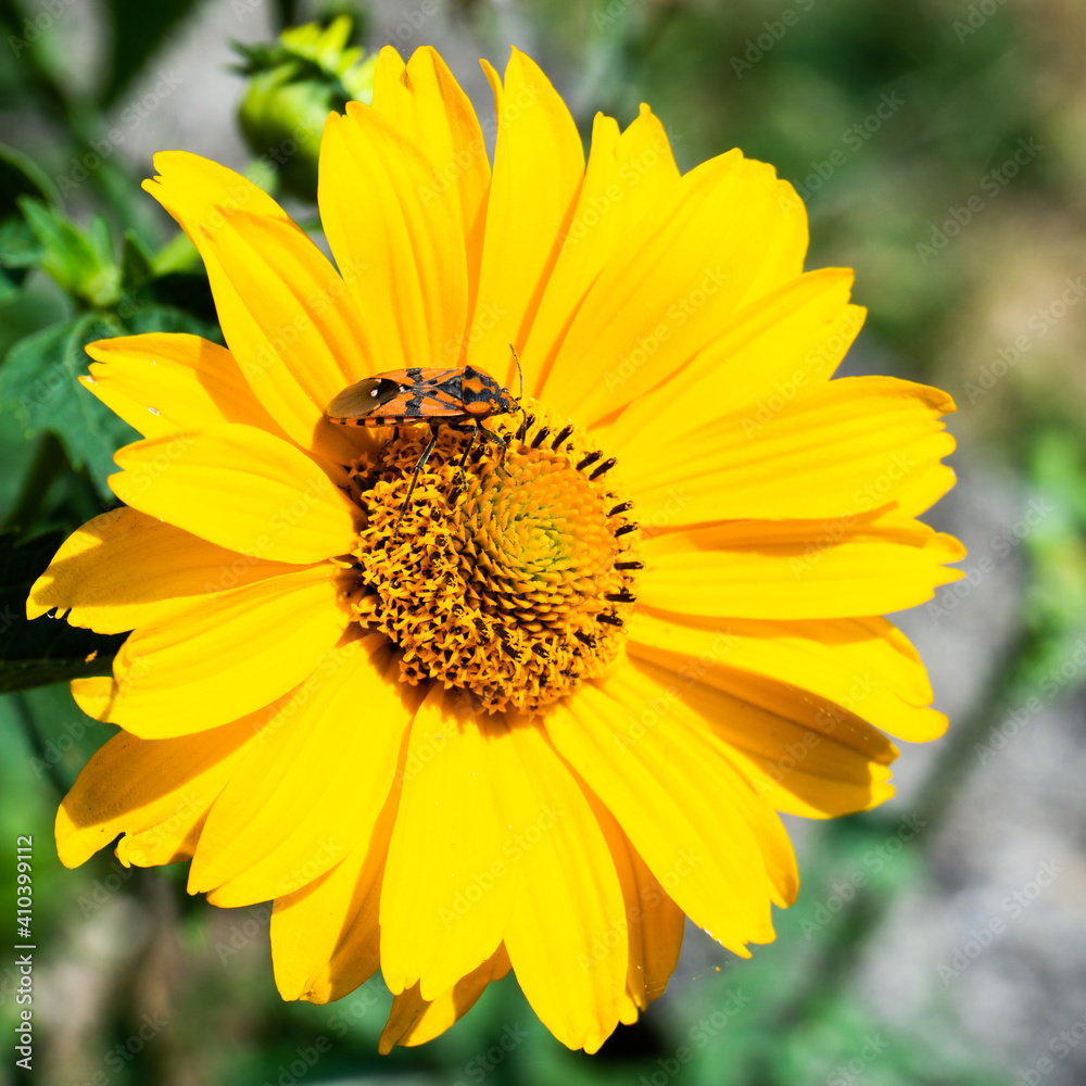 insetto riposa su fiore giallo sotto il sole estivo insetto riposa su fiore giallo sotto il sole estivo