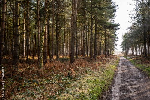 sidewalk through the forest