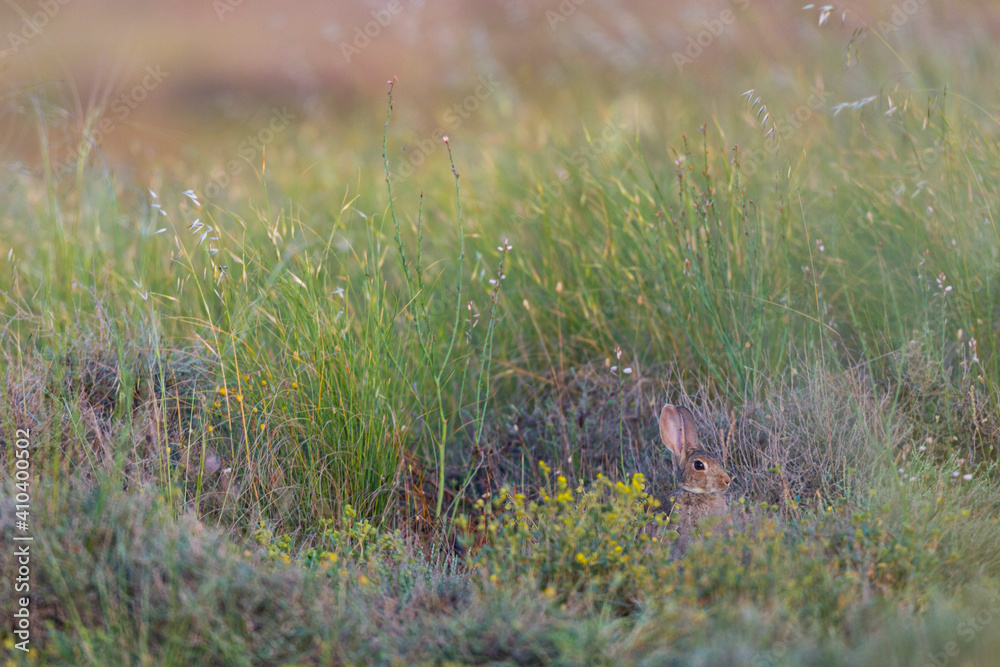 CONEJO COMUN O EUROPEO (Oryctolagus cuniculus) CONEJO COMUN O EUROPEO (Oryctolagus cuniculus)