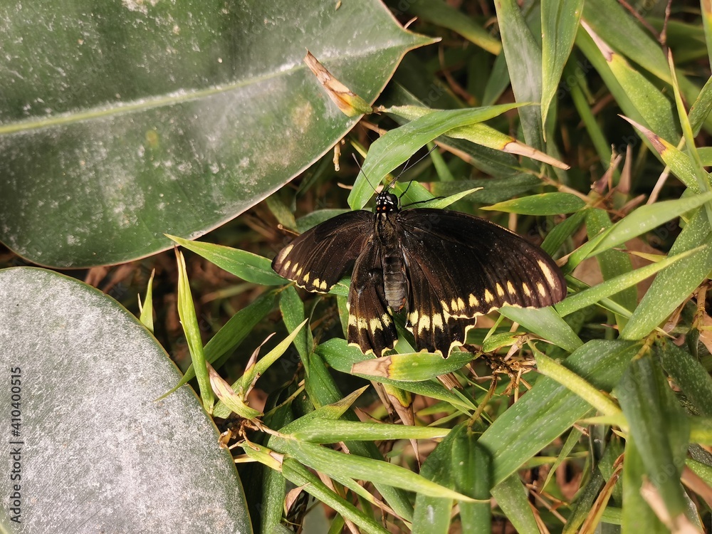 Fototapeta premium Schmetterlingspark - Schmetterling