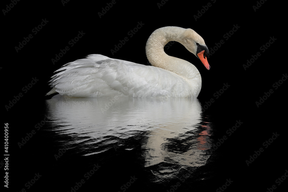 Fototapeta premium Swan on a black surface.