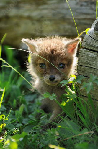 Fox cub has got lost in the village and hides in the grass