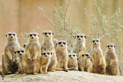 Fotografiet Suricate or meerkat (Suricata suricatta) family