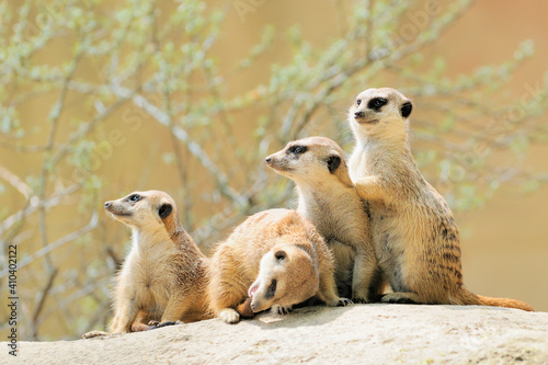 Suricate or meerkat (Suricata suricatta) family photo