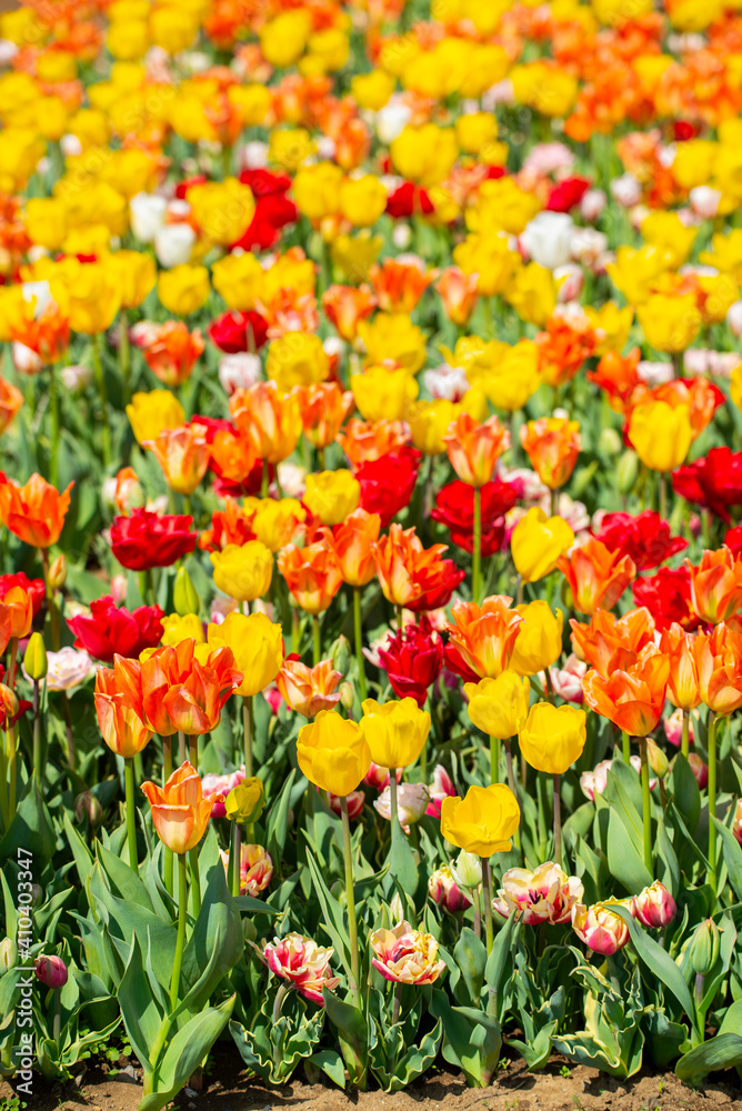 close up beautiful multicolour tulips blooming in outdoor garden