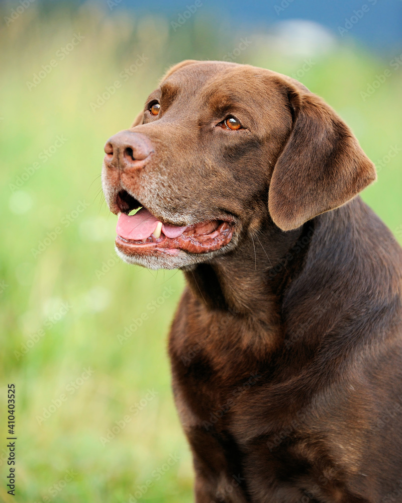 old Labrador retriever with gray snout