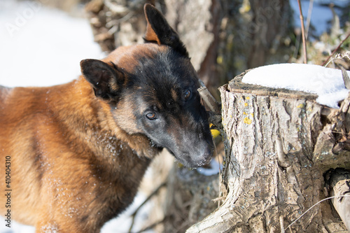 dog malinua belgian shepherd in winter on snow photo