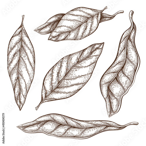 hand drawn bay leaves vector illustration isolated on white. sketch of dry bay leaf set. vintage engraved style. dry seasoning laurel. organic, Cooking flavor ingredient, condiment. great for design
