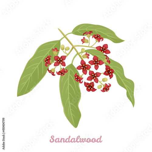 Sandalwood branch with flowers and green leaves isolated on white background. Vector illustration of a blooming plant in a cartoon flat style.