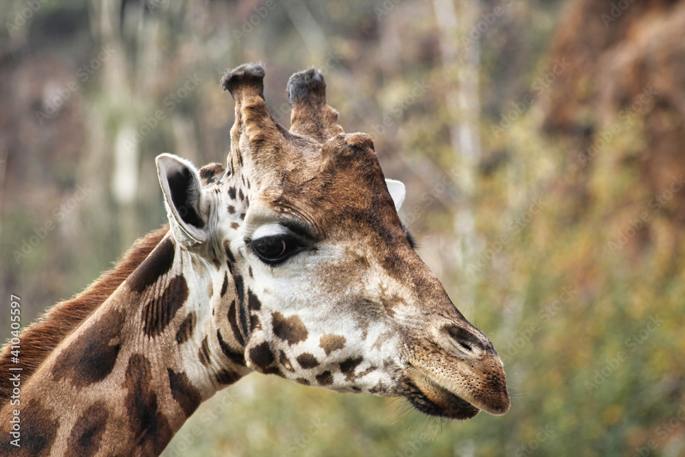 Obraz premium giraffe