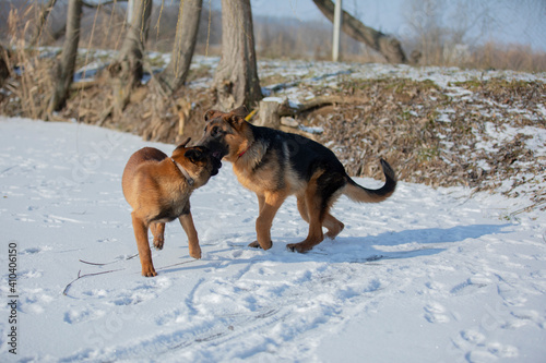german shepherd and belgian shepherd malinua playin and running от snow winter