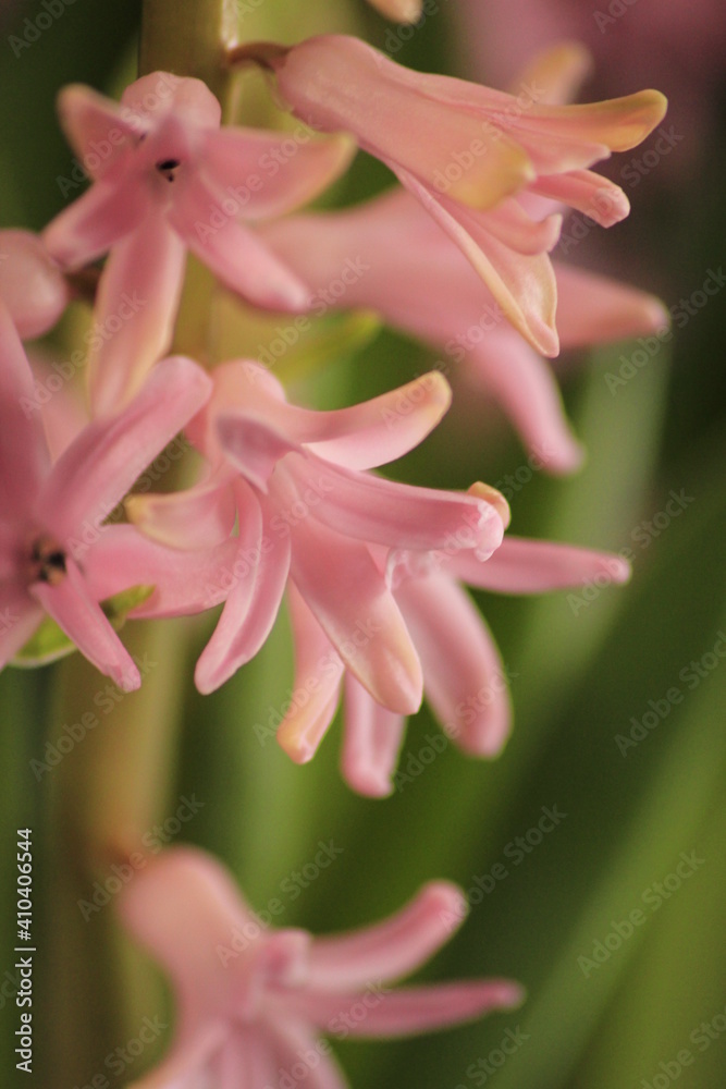 pink Hyacinthus