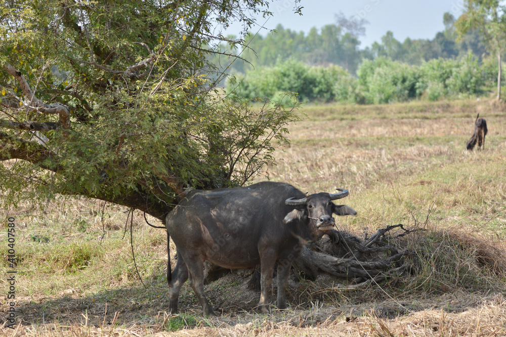 Buffalo under the tree Buffalo under the tree