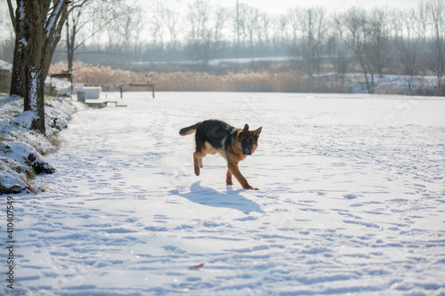 German shepherd in winter on snow
