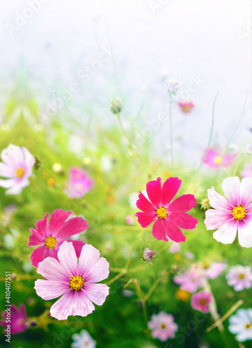 Fototapeta Naklejka Na Ścianę i Meble -  Beautiful bright summer spring floral natural background. Pink and magenta Cosmos flowers in grass outdoors close-up in nature. Soft selective focus.