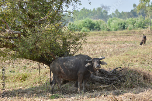 Buffalo under the tree