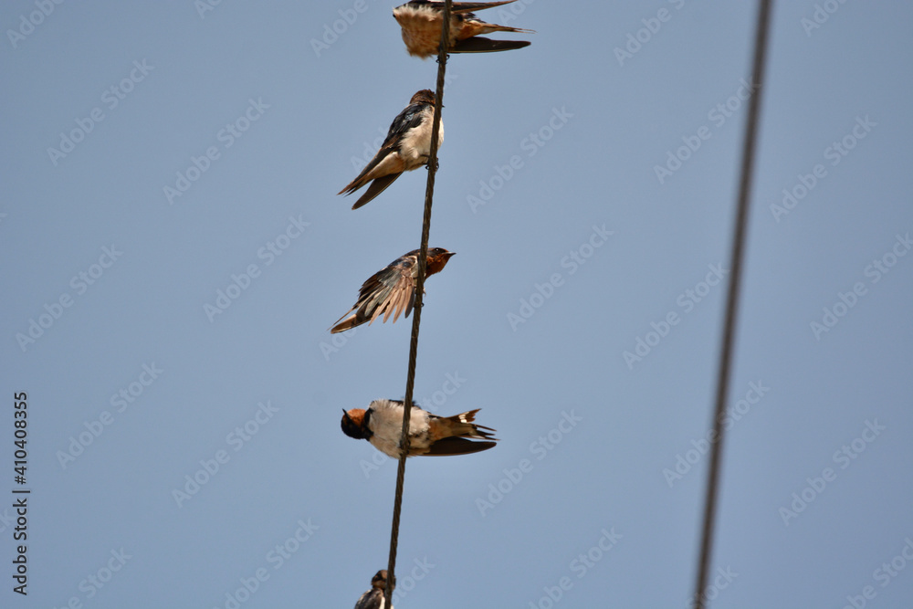 House Swift on a rope House Swift on a rope