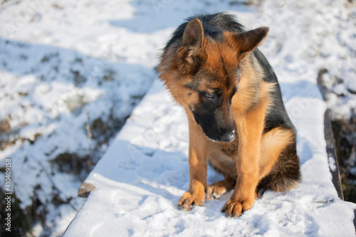 German shepherd in winter on snow