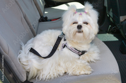 Dog safe in the car