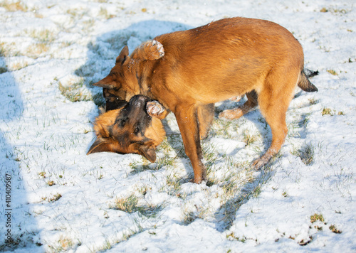 german shepherd and belgian shepherd malinua playin and running от snow winter
