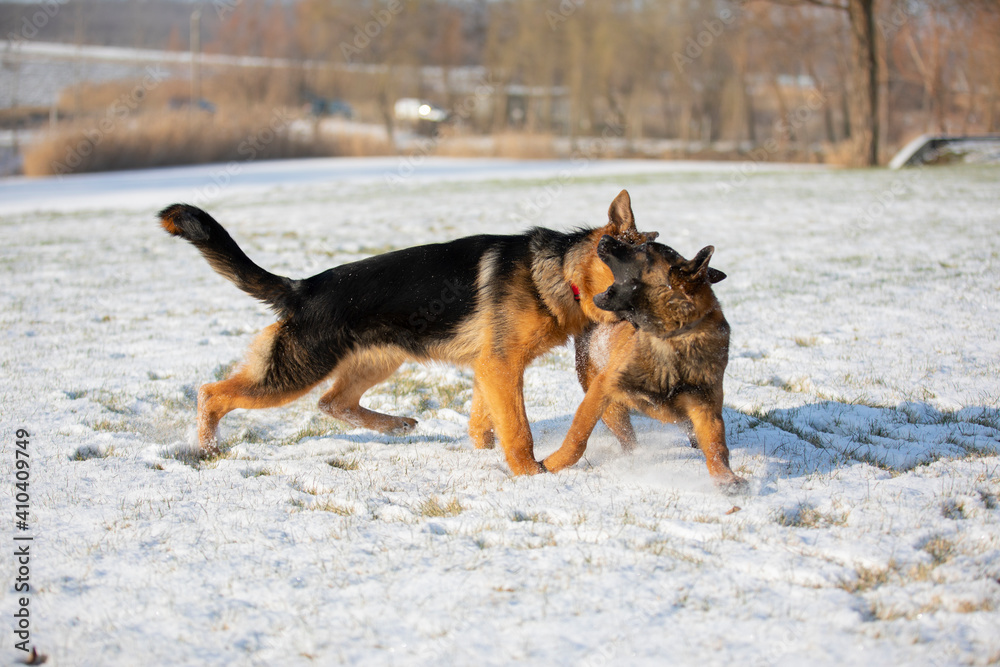 german shepherd and belgian shepherd malinua playin and running от snow winter