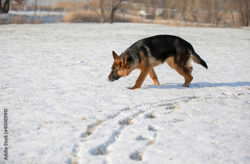 German shepherd in winter on snow