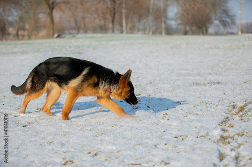 German shepherd in winter on snow
