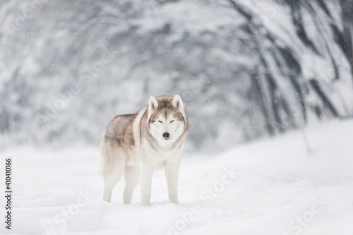 Portrait of Beautiful and free dog breed siberian husky standing on the snow in the fairy winter forest