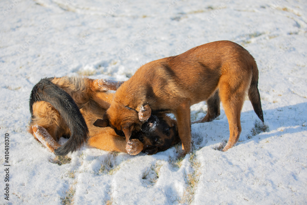 german shepherd and belgian shepherd malinua playin and running от snow winter