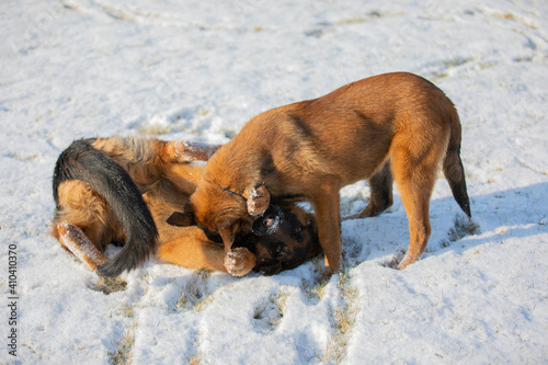 german shepherd and belgian shepherd malinua playin and running от snow winter photo