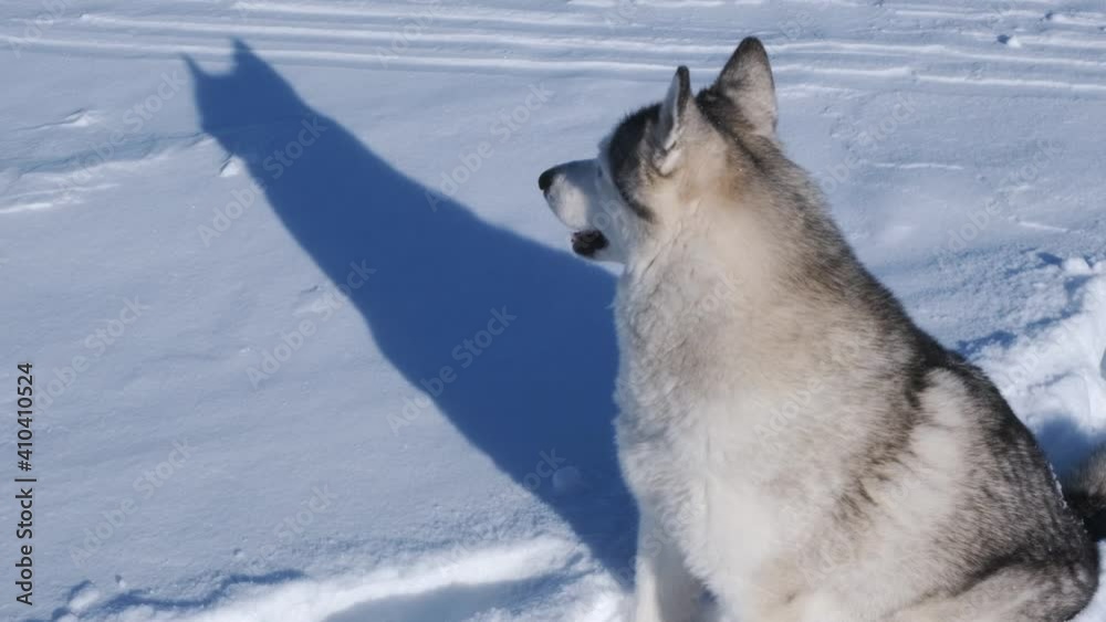 Siberian husky dog plays in the snow on a bright sunny day. Siberian husky dog plays in the snow on a bright sunny day.