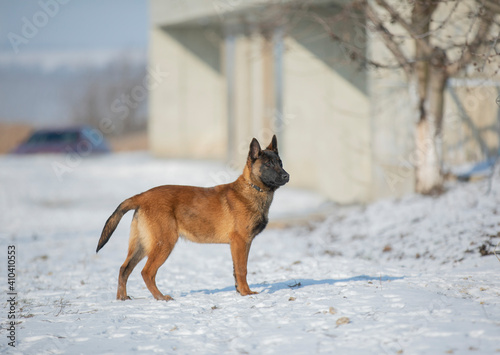 dog malinua belgian shepherd in winter on snow