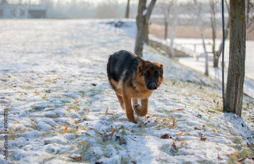 German shepherd in winter on snow