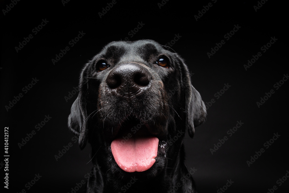 Portrait of a Labrador Retriever dog on an isolated black background.